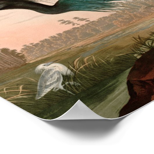 Blue Crane oder Heron Birds of America Audubon Pri Poster (Ecke)