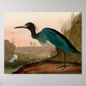 Blue Crane oder Heron Birds of America Audubon Pri Poster (Vorne)