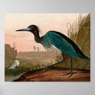 Blue Crane oder Heron Birds of America Audubon Pri Poster