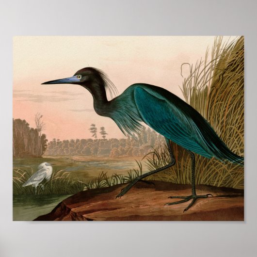 Blue Crane oder Heron Birds of America Audubon Pri Poster (Vorne)