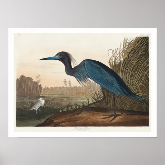 Blue Crane oder Heron von Audubon Poster (Vorne)