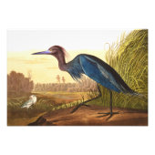 Blue Crane oder Heron von John James Audubon Fotodruck (Vorne)