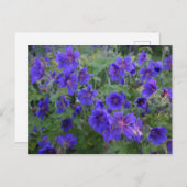 Blue Cranesbill Blume Postkarte (Vorne/Hinten)