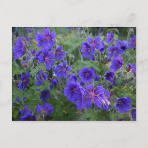 Blue Cranesbill Blume Postkarte