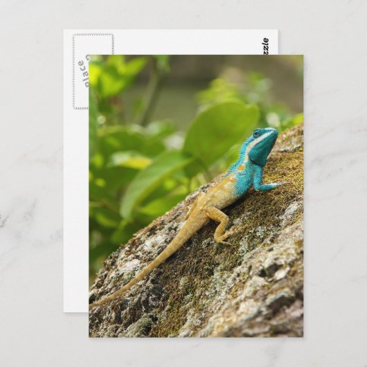 Blue-Crested Lizard Calotes Mystaceus Postkarte (Vorne/Hinten)