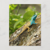 Blue-Crested Lizard Calotes Mystaceus Postkarte (Vorderseite)