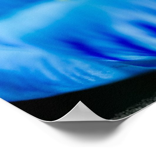 Blue Crocus Poster (Ecke)