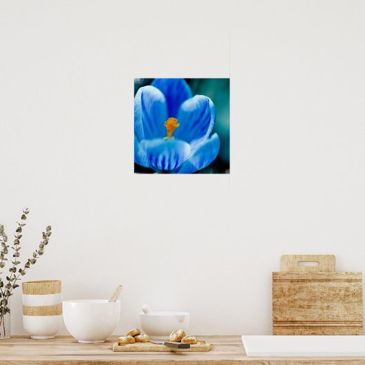 Blue Crocus Poster (Küche)