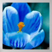 Blue Crocus Poster (Vorne)