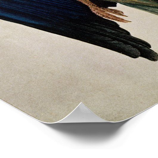 Blue Crow, 1512 Poster (Ecke)