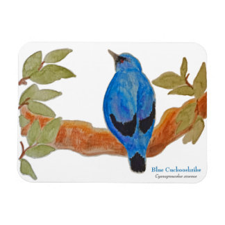 Blue Cuckoshrike on Branch Watercolor Bird Magnet