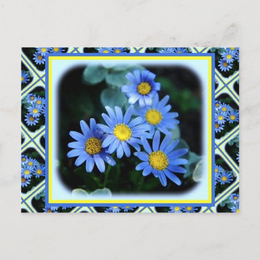 Blue Daisies Postkarte (Vorderseite)