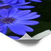 Blue Daisy ähnliche Blume Naturfotografie Poster (Ecke)