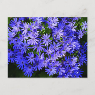 Blue Daisy ähnliche Blume Naturfotografie Postkarte