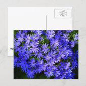 Blue Daisy ähnliche Blume Naturfotografie Postkarte (Vorne/Hinten)
