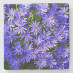 Blue Daisy ähnliche Blume Naturfotografie Steinuntersetzer