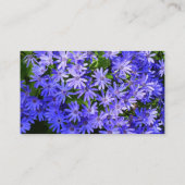 Blue Daisy ähnliche Blume Naturfotografie Visitenkarte (Rückseite)