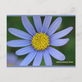 Blue Daisy | Blue Beach Song™ Postkarte