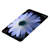 Blue Daisy Blume Premium Magnet (Linke Seite)