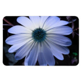 Blue Daisy Blume Premium Magnet (Horizontal)