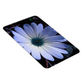 Blue Daisy Blume Premium Magnet (Rechte Seite)
