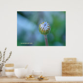 Blue Daisy Bud Poster (Küche)