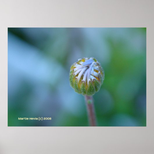 Blue Daisy Bud Poster (Vorne)