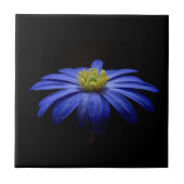 Blue Daisy Gerbera Blume auf schwarzem Hintergrund Fliese (Vorderseite)