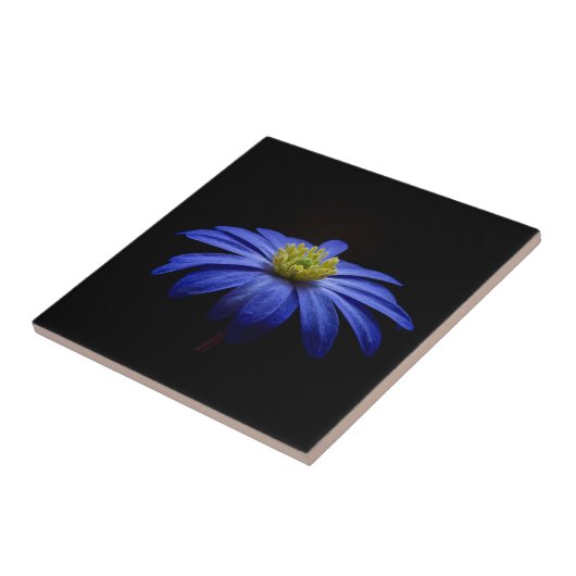 Blue Daisy Gerbera Blume auf schwarzem Hintergrund Fliese (Seite)