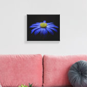Blue Daisy Gerbera Blume auf schwarzem Hintergrund Leinwanddruck (Insitu (Wohnzimmer))