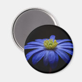 Blue Daisy Gerbera Blume auf schwarzem Hintergrund Magnet (Vorderseite/Rückseite)
