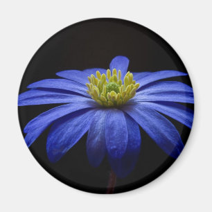 Blue Daisy Gerbera Blume auf schwarzem Hintergrund Magnet