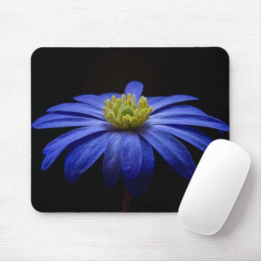 Blue Daisy Gerbera Blume auf schwarzem Hintergrund Mousepad (Mit Mouse)