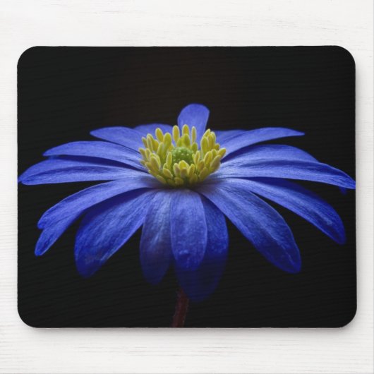 Blue Daisy Gerbera Blume auf schwarzem Hintergrund Mousepad (Vorne)