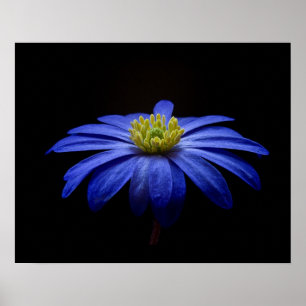 Blue Daisy Gerbera Blume auf schwarzem Hintergrund Poster