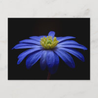 Blue Daisy Gerbera Blume auf schwarzem Hintergrund