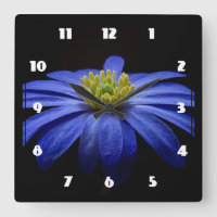 Blue Daisy Gerbera Blume auf schwarzem Hintergrund
