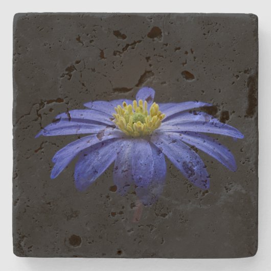 Blue Daisy Gerbera Blume auf schwarzem Hintergrund Steinuntersetzer (Vorderseite)