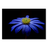 Blue Daisy Gerbera Blume auf schwarzem Hintergrund Tischnummer (Vorderseite)