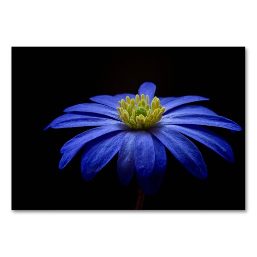 Blue Daisy Gerbera Blume auf schwarzem Hintergrund Tischnummer (Vorderseite)