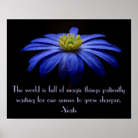 Blue Daisy mit Yeats Zitat