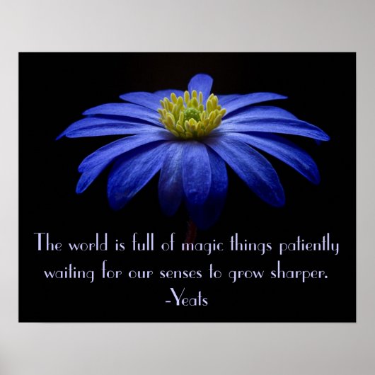 Blue Daisy mit Yeats Zitat Poster (Vorne)