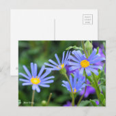 Blue Daisy [Postcard] Postkarte (Vorne/Hinten)