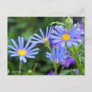 Blue Daisy [Postcard] Postkarte