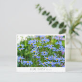 Blue Daisy Postkarte (Stehend Vorderseite)