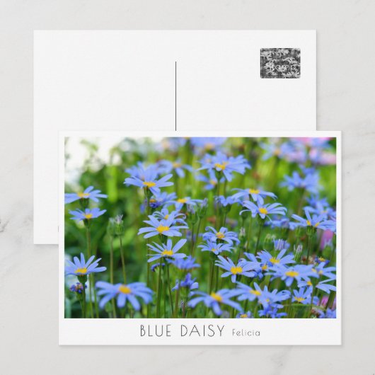 Blue Daisy Postkarte (Vorne/Hinten)