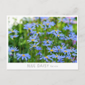 Blue Daisy Postkarte (Vorderseite)