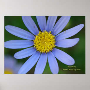 Blue Daisy Print - Wählen Sie Ihren Rahmen aus Poster