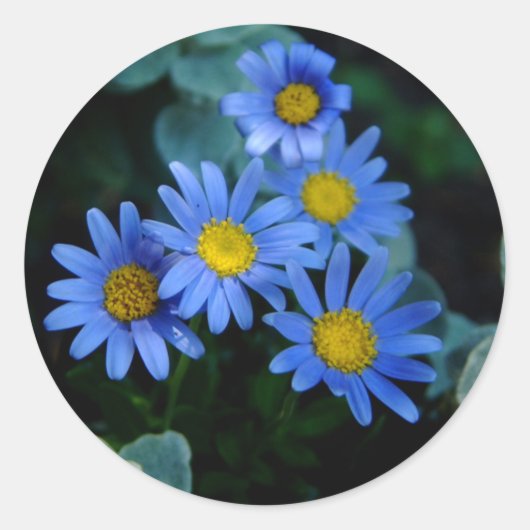 Blue Daisy Stickers (Vorderseite)