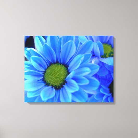 Blue Daisy Wrapped Canvas Leinwanddruck (Vorderseite)